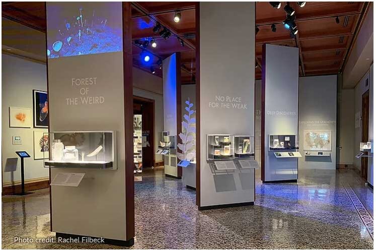 Rosco Custom LitePads®